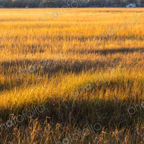 View across the salt marshes and wildlife reserve on a coastal island. View across the salt marshes and wildlife reserve on a coastal island.