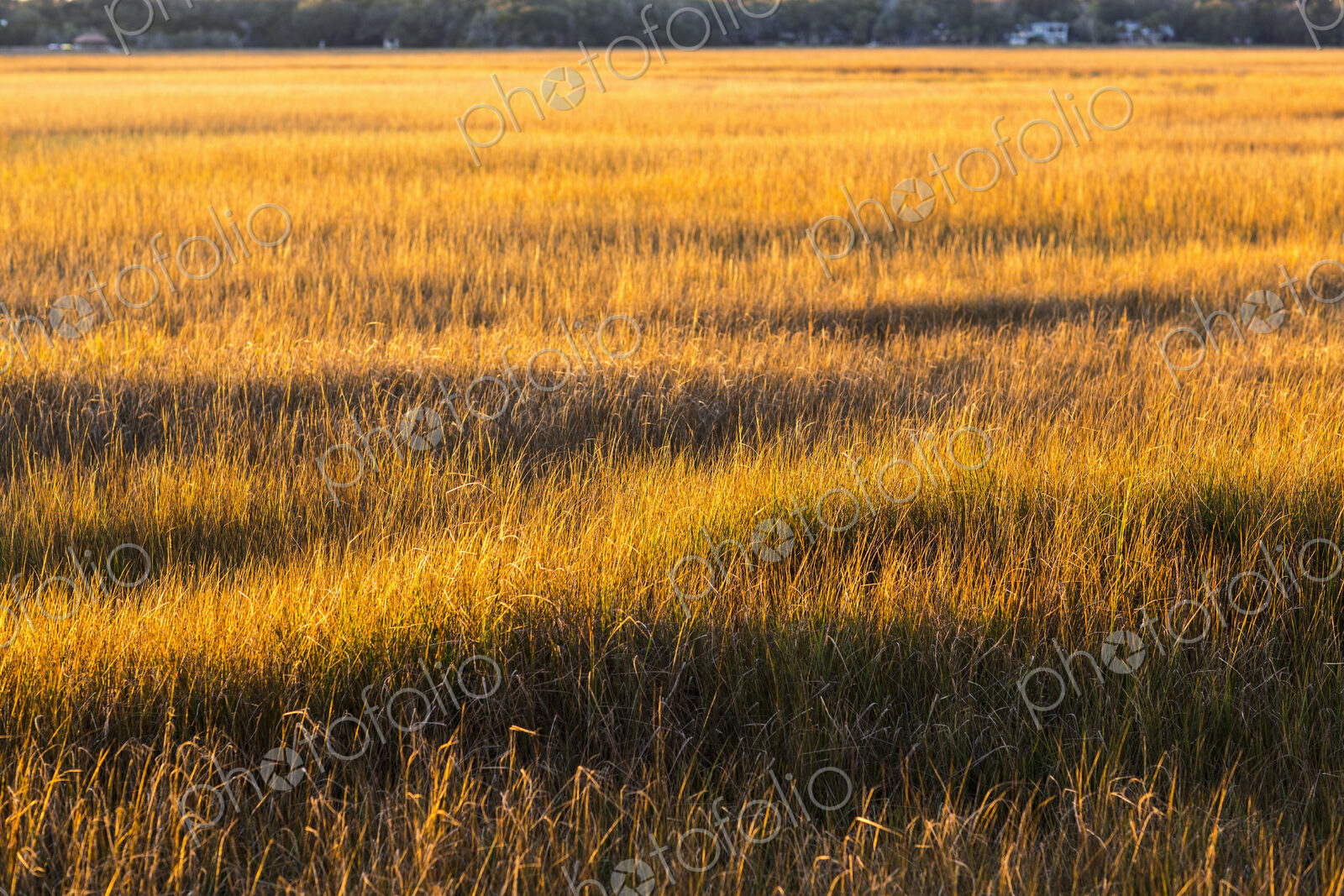 View across the salt marshes and wildlife reserve on a coastal island.