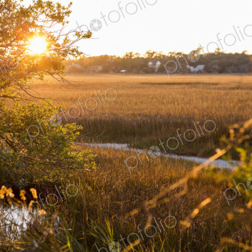 View across the salt marshes and wildlife reserve on a coastal island. View across the salt marshes and wildlife reserve on a coastal island.