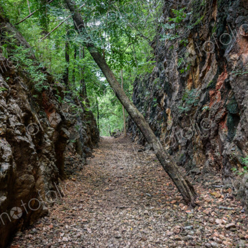 View along a forest path through trees, a wilderness area. View along a forest path through trees, a wilderness area.
