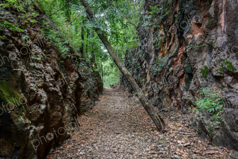View along a forest path through trees, a wilderness area.