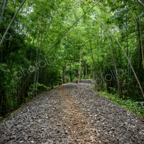 View along a forest path through trees, a wilderness area.