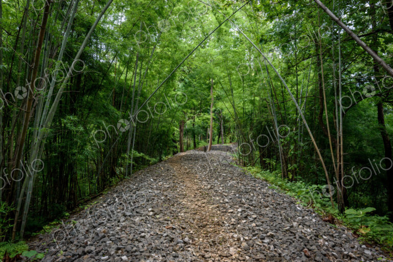 View along a forest path through trees, a wilderness area.
