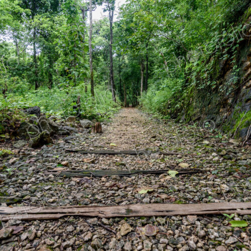 View along a forest path through trees, a wilderness area. View along a forest path through trees, a wilderness area.