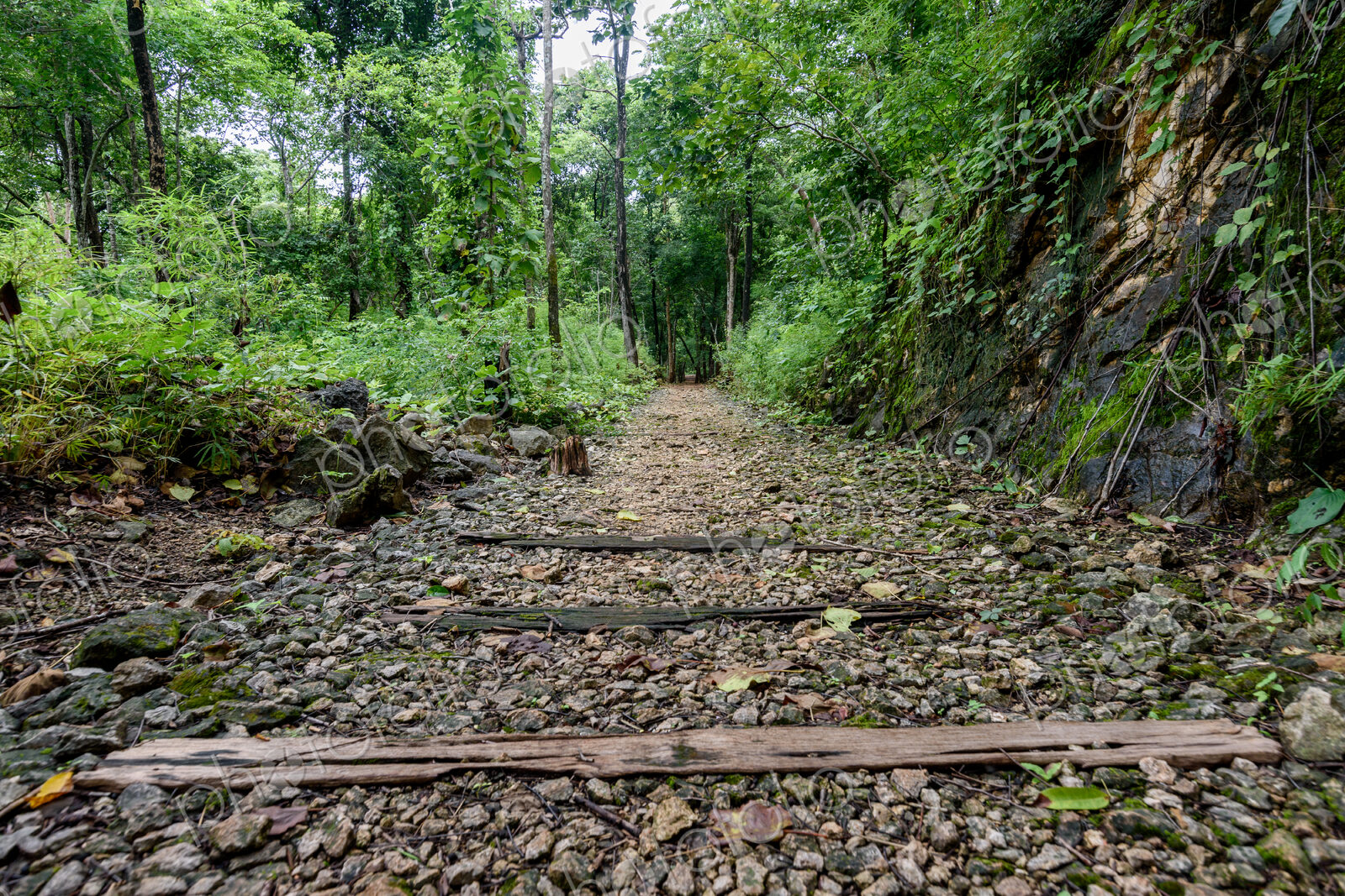 View along a forest path through trees, a wilderness area.
