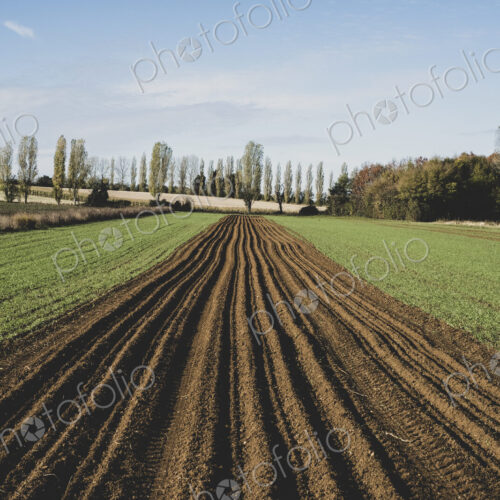 View along a freshly ploughed field, poplars and woodland in background. View along a freshly ploughed field, poplars and woodland in background.
