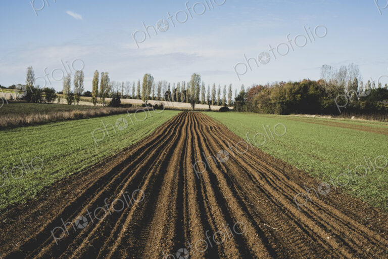 View along a freshly ploughed field, poplars and woodland in background.