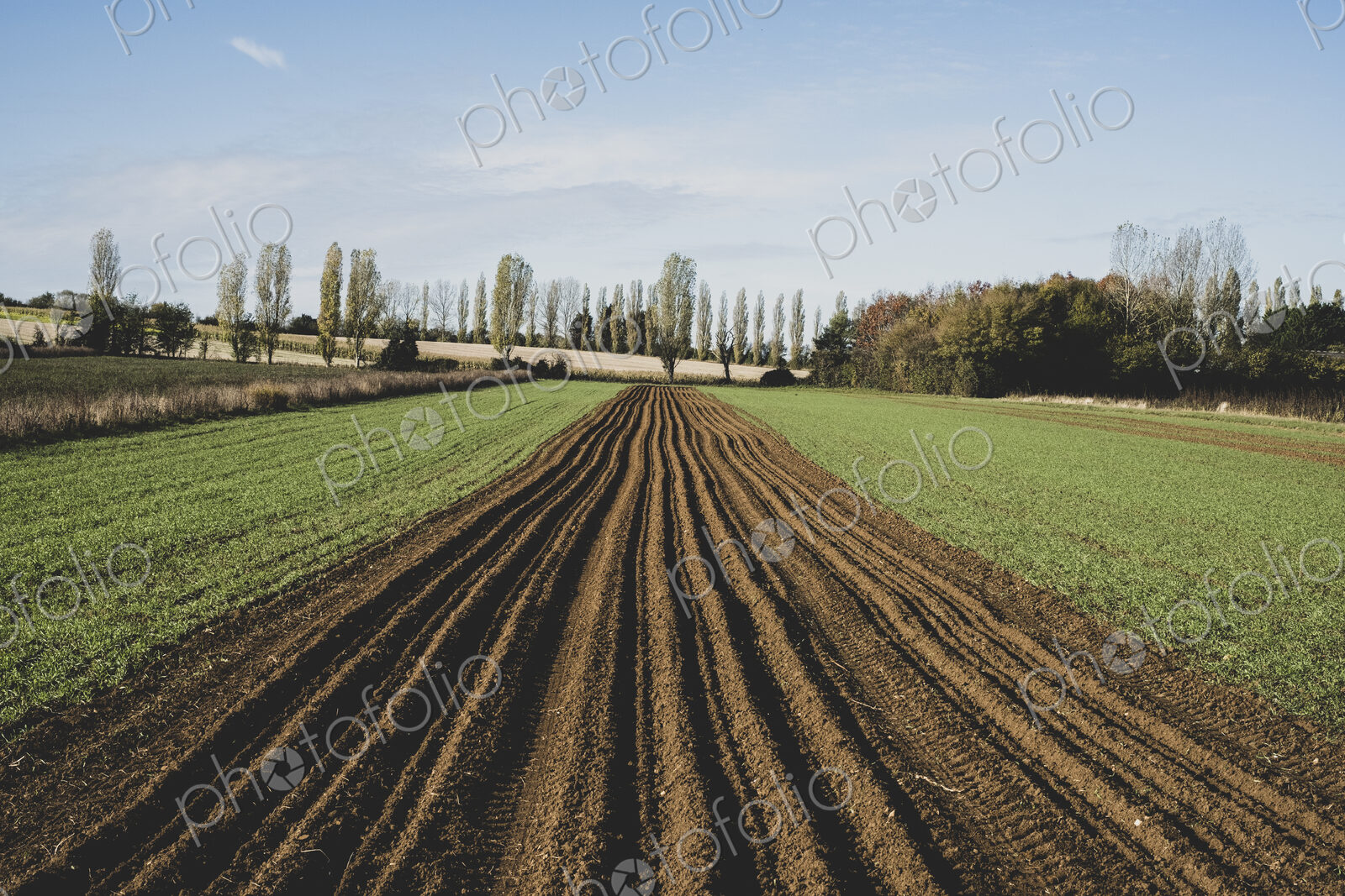 View along a freshly ploughed field, poplars and woodland in background.