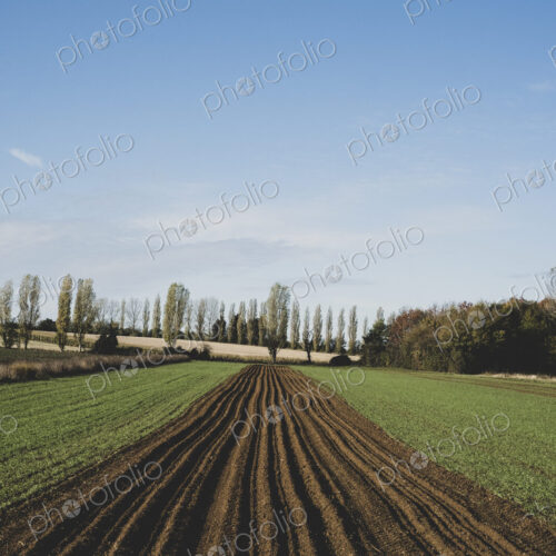 View along a freshly ploughed field, poplars and woodland in background. View along a freshly ploughed field, poplars and woodland in background.