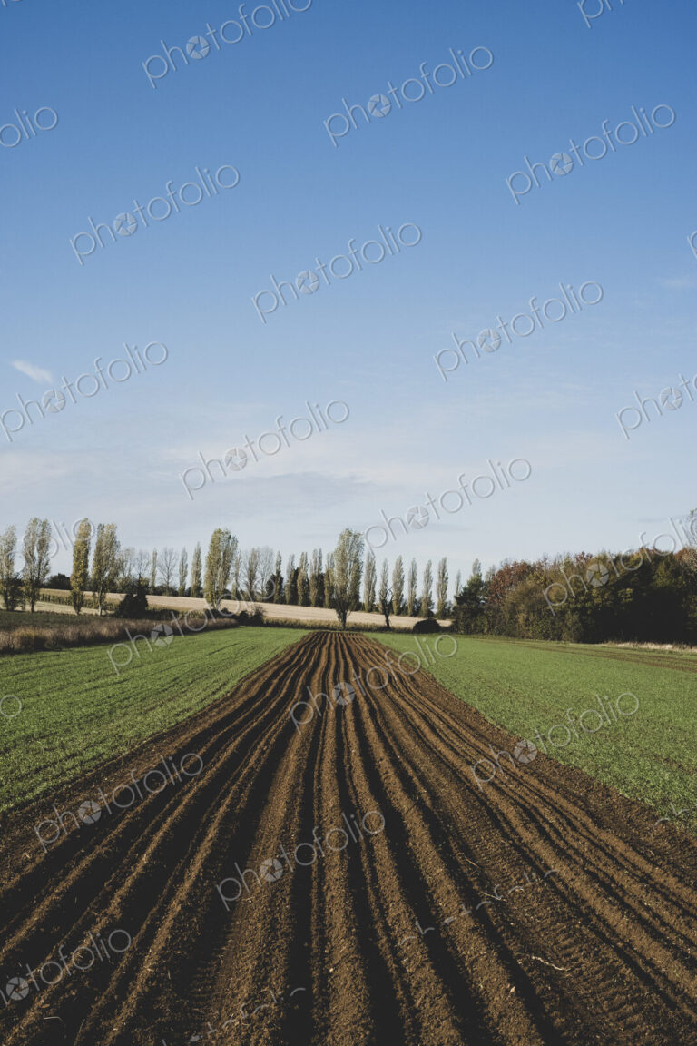 View along a freshly ploughed field, poplars and woodland in background.