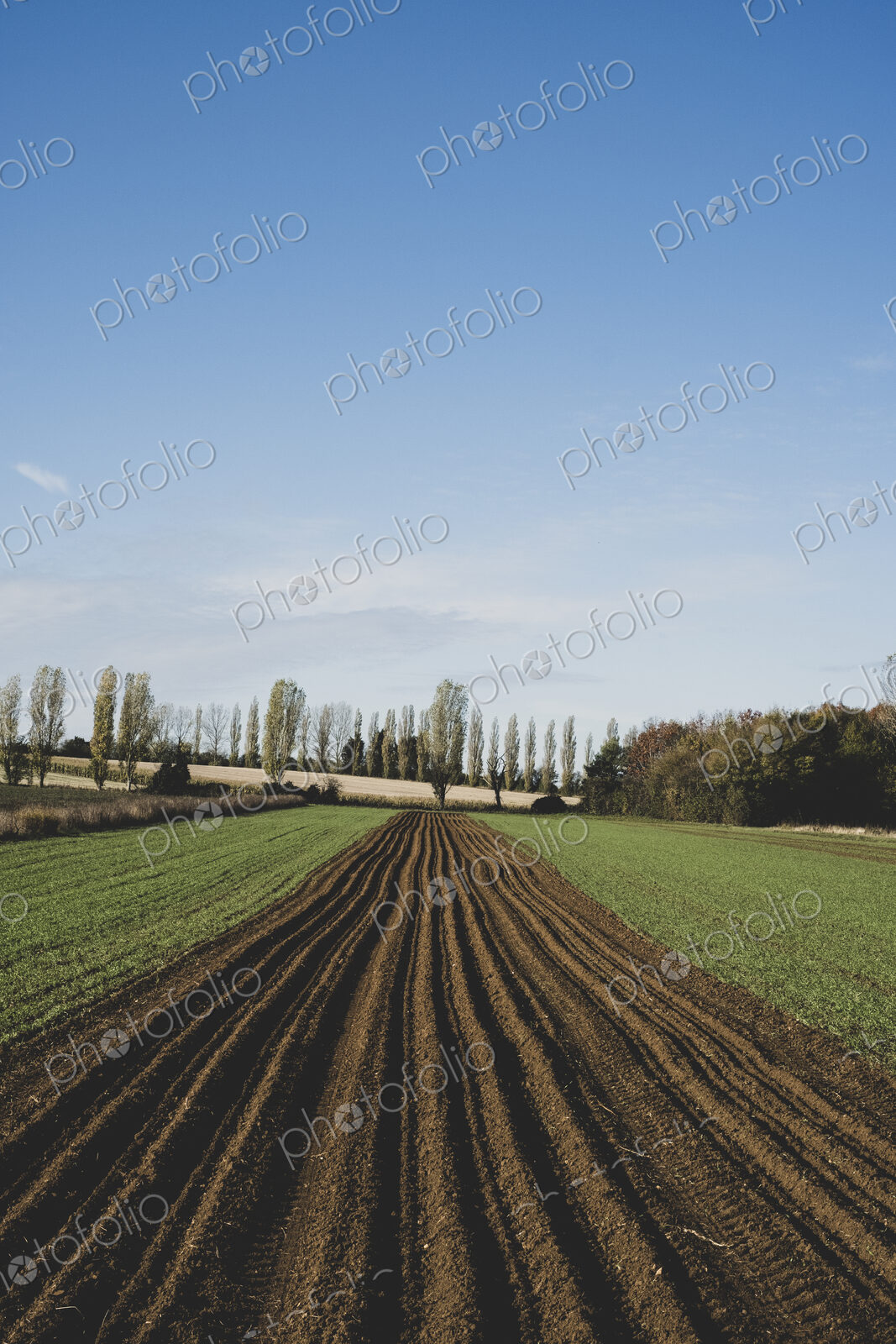 View along a freshly ploughed field, poplars and woodland in background.