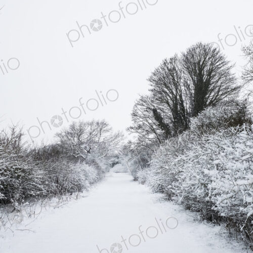 View along a rural road lined with snow-covered trees.