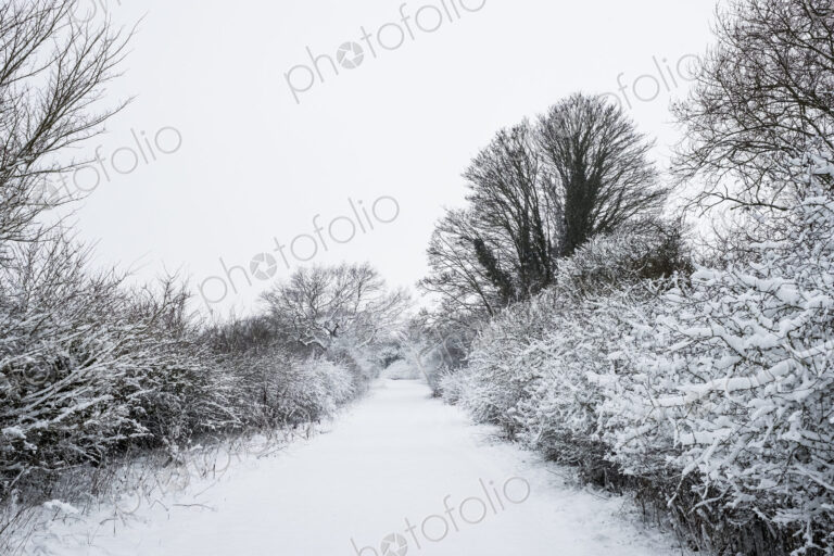 View along a rural road lined with snow-covered trees.