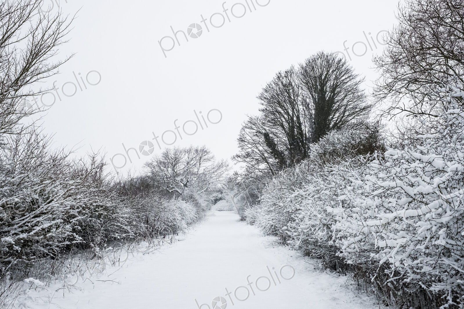View along a rural road lined with snow-covered trees.