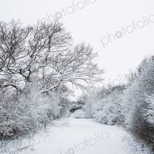 View along a rural road lined with snow-covered trees.