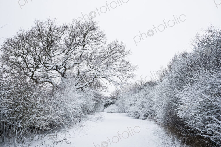View along a rural road lined with snow-covered trees.