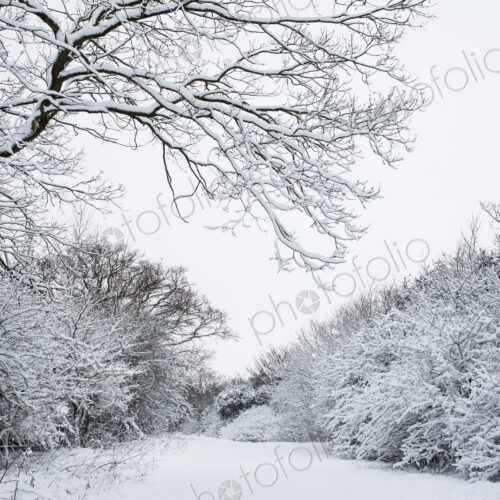 View along a rural road lined with snow-covered trees.