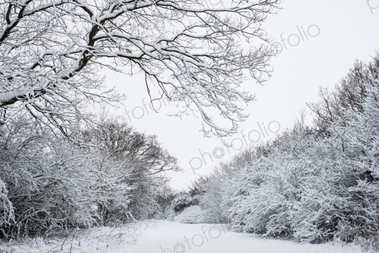 View along a rural road lined with snow-covered trees.