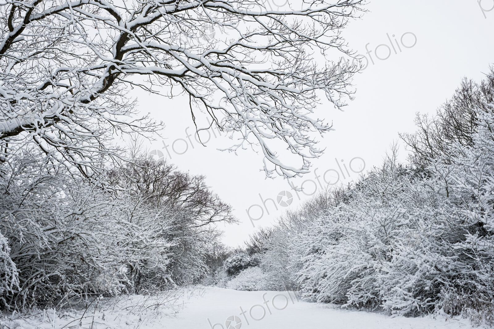 View along a rural road lined with snow-covered trees.