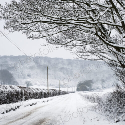 View along a rural road lined with snow-covered trees and hedges, with trees on a hill…