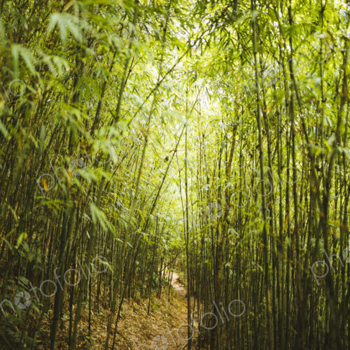 View along narrow footpath through dense bamboo forest. View along narrow footpath through dense bamboo forest.