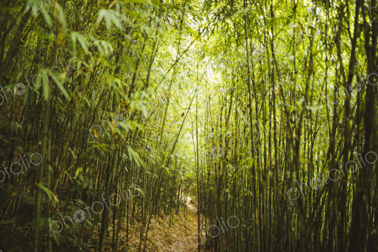 View along narrow footpath through dense bamboo forest.