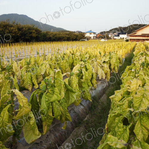 View along rows of fresh leaf vegetables in a field. View along rows of fresh leaf vegetables in a field.