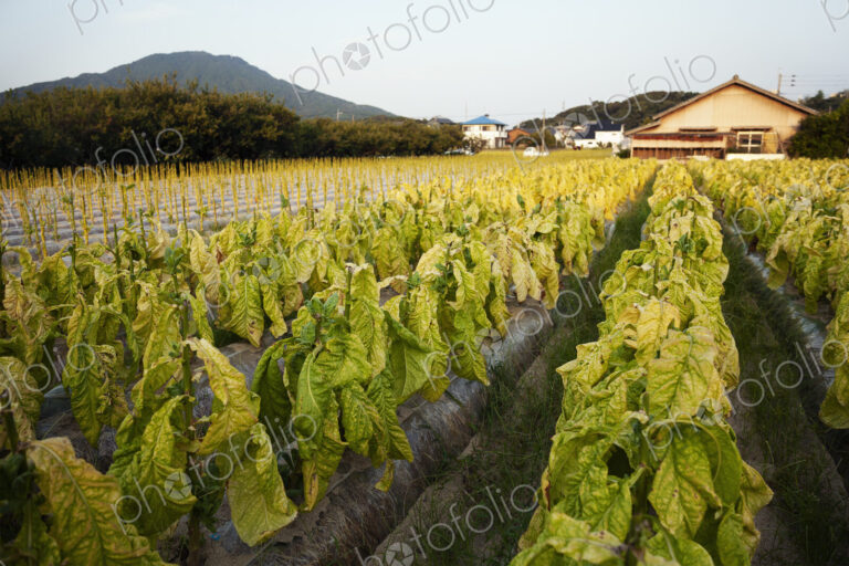 View along rows of fresh leaf vegetables in a field.