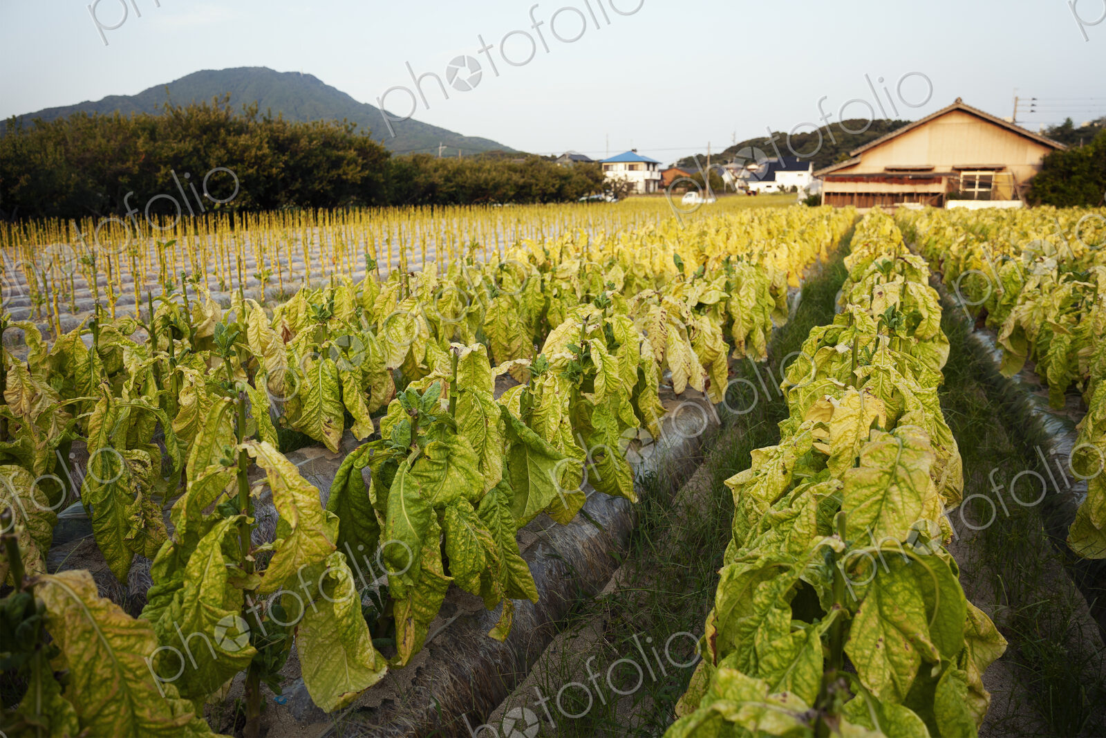 View along rows of fresh leaf vegetables in a field.