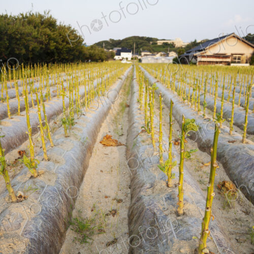View along rows of stalks of leaf vegetables in a field. View along rows of stalks of leaf vegetables in a field.