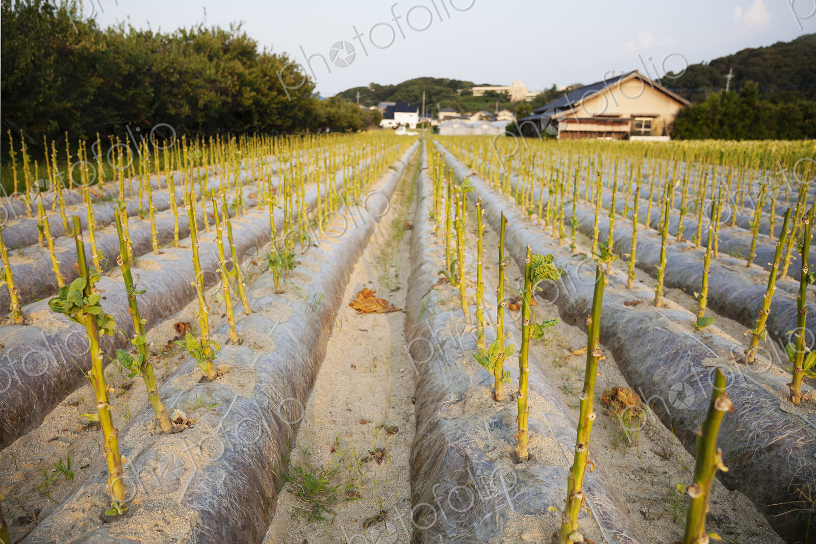 View along rows of stalks of leaf vegetables in a field.