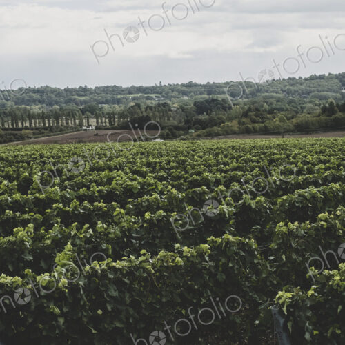 View along rows of vines on a vineyard under a cloudy sky. View along rows of vines on a vineyard under a cloudy sky.