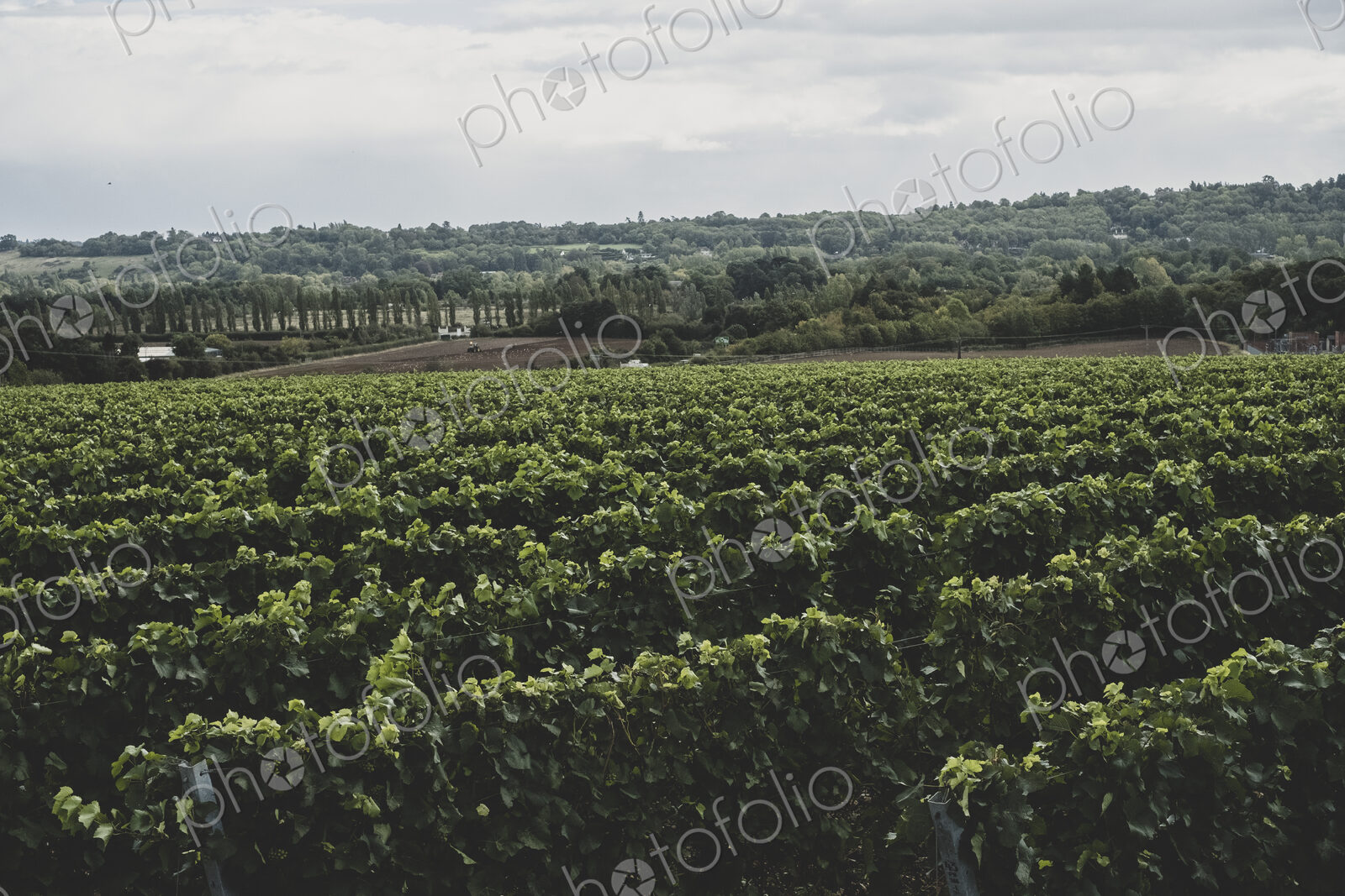 View along rows of vines on a vineyard under a cloudy sky.