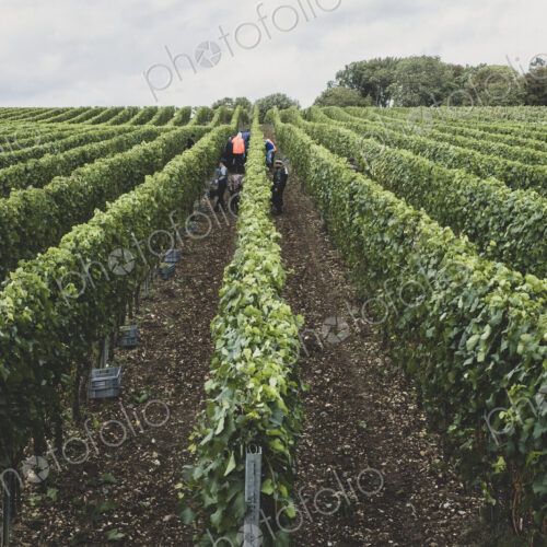 View along rows of vines on a vineyard with people picking grapes in the mid distance.