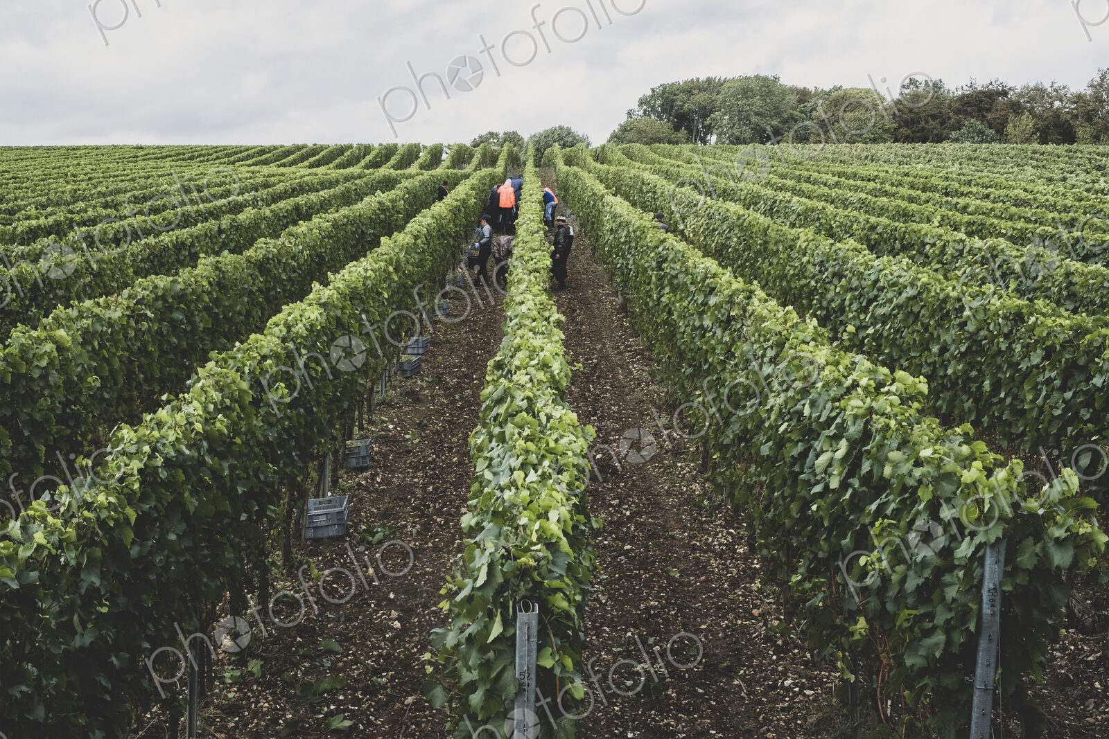 View along rows of vines on a vineyard with people picking grapes in the mid distance.