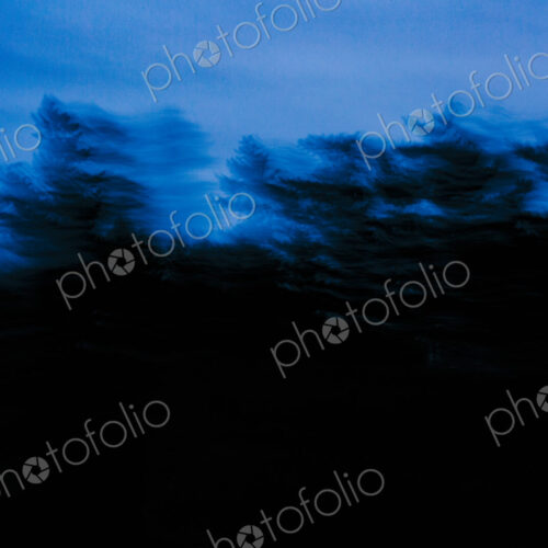 View from a car of roadside trees, blurred motion, at dusk. View from a car of roadside trees, blurred motion, at dusk.