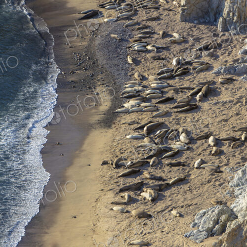 View from above of sealions basking on the narrow beach by sheer cliffs.