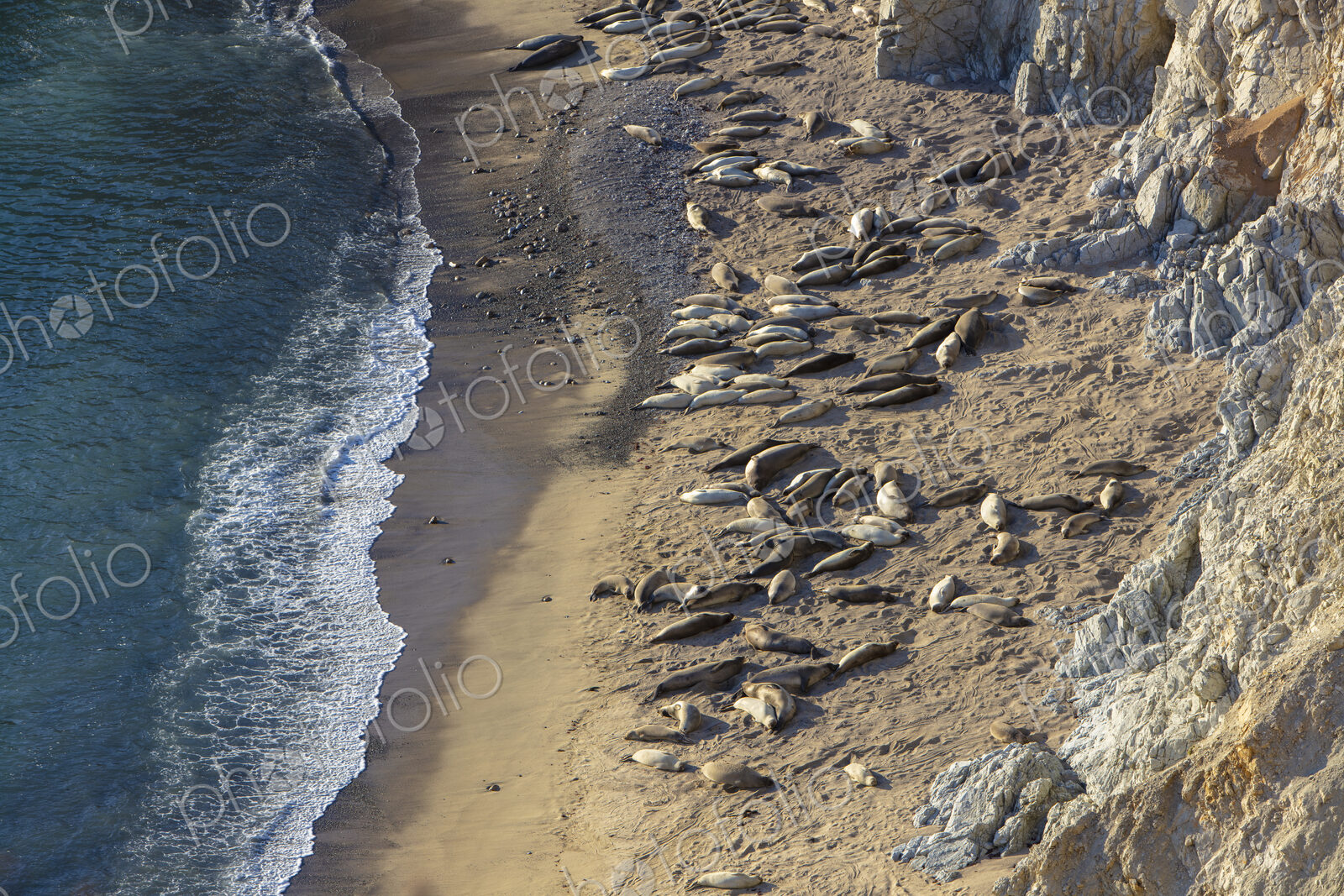 View from above of sealions basking on the narrow beach by sheer cliffs.