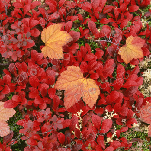 View from above of the bear berry plant, with small red leaves, and fallen maple…