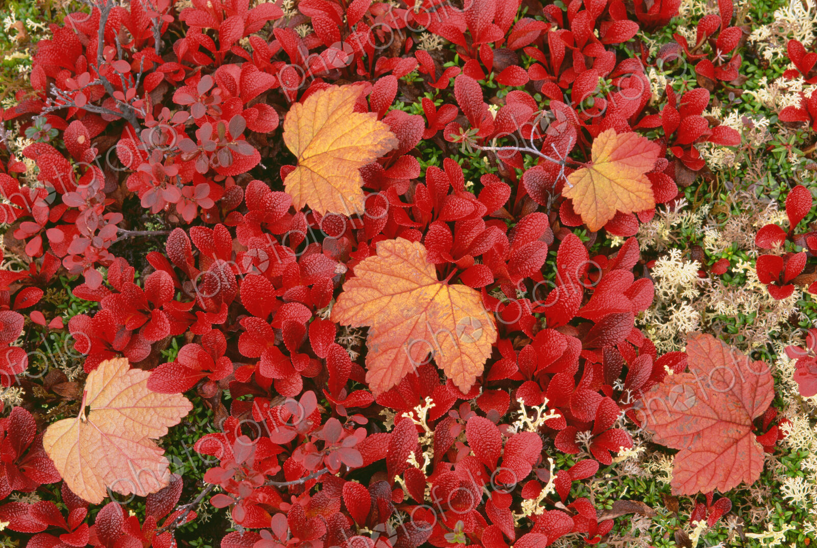 View from above of the bear berry plant, with small red leaves, and fallen maple…