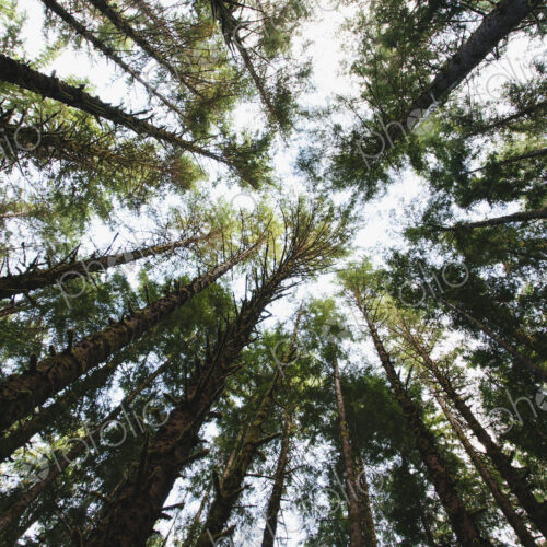 View from below of the tree canopy of the hemlock and spruce temperate rainforest ,…