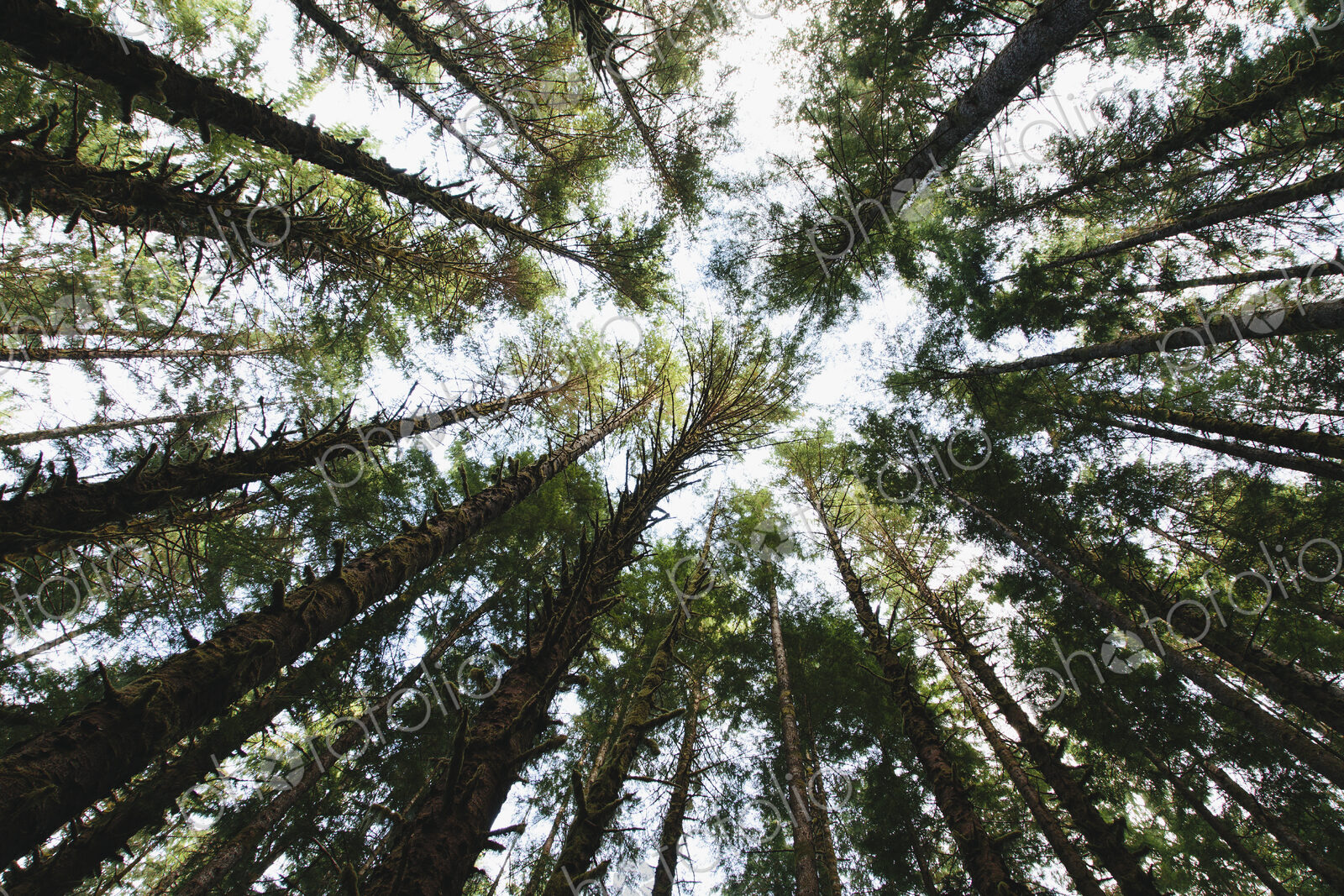 View from below of the tree canopy of the hemlock and spruce temperate rainforest ,…