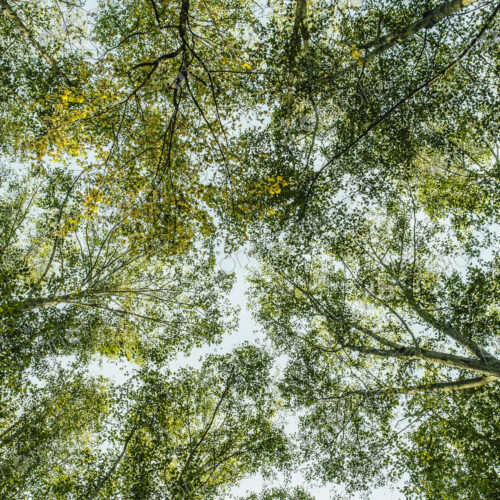 View from below up into the lush, green forest canopy and spreading branches of Big… View from below up into the lush, green forest canopy and spreading branches of Big…