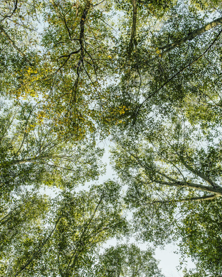 View from below up into the lush, green forest canopy and spreading branches of Big…