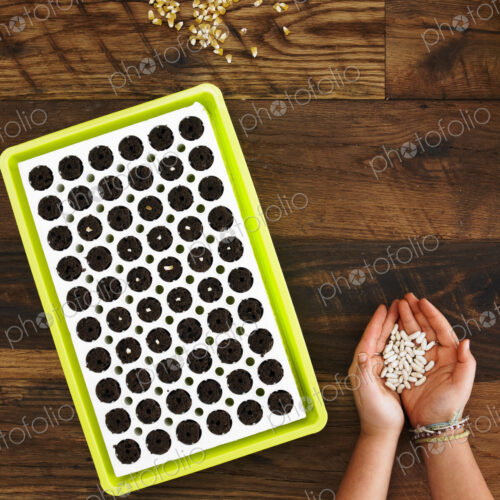 View from overhead of a child with a handful of fresh seed to plant in a seed growing… View from overhead of a child with a handful of fresh seed to plant in a seed growing…