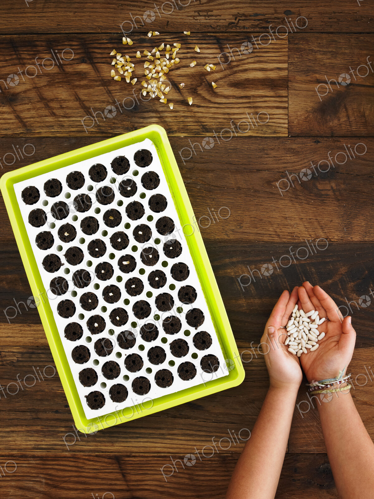 View from overhead of a child with a handful of fresh seed to plant in a seed growing…