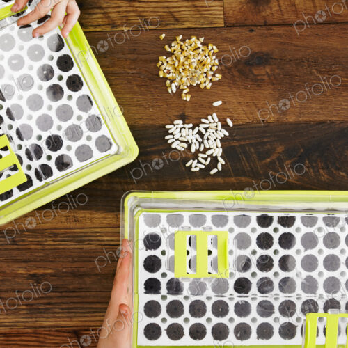 View from overhead of two children handling seed, and planting a variety of seeds into… View from overhead of two children handling seed, and planting a variety of seeds into…
