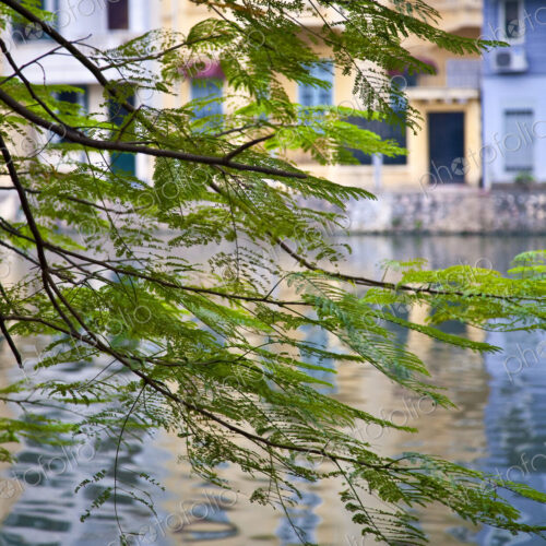 View of Buildings and Water through Tree Branches View of Buildings and Water through Tree Branches