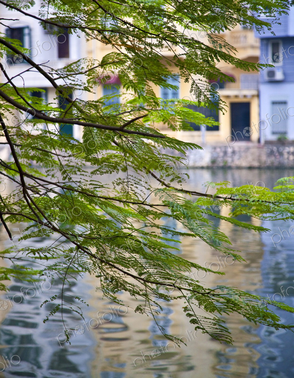 View of Buildings and Water through Tree Branches
