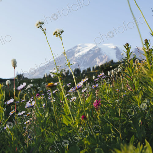 View of Mount Rainier in Mount Rainier national park. A wild flower meadow in the…